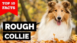 Rough Collie  Top 10 Facts [upl. by Harle]