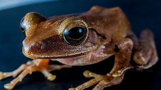 Tree Frog Sounds  Tree Frog Sound Effect  Frog Noises  Animal Sounds  No Music [upl. by Destinee]