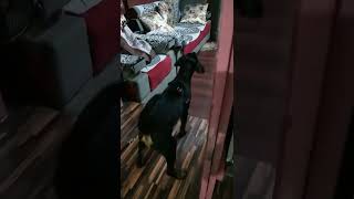 rottweiler barking sound☺ [upl. by Ilam95]