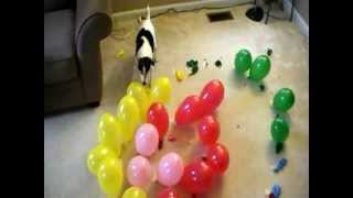 DOG vs BALLOONS V SPIRAL OF DEATH [upl. by Bolten]