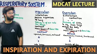 inspiration and expiration  NMDCAT 2021  mechanism of breathing [upl. by Hairym]