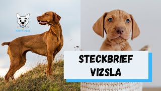 Magyar Vizsla  Steckbrief über vizsla​​ Charakter Aussehen Alltagsleben Futter Anschaffung [upl. by Sina]