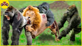 30 Moments Gorilla and Baboon Fight To Protect Their Baby From Evil Lion  Animal Fights [upl. by Oca]