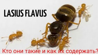 Обзор вида муравьев Lasius flavus [upl. by Irami]