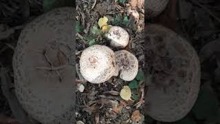 Macrolepiota procera  Piciorul Căprioarei Ciupercă comestibilă [upl. by Havstad]