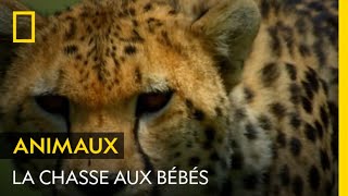 Des guépards se lancent dans une traque aux bébés gazelles [upl. by Sussman]