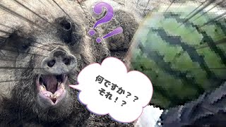 【スイカを食べる咀嚼音】十勝ロイヤルマンガリッツァ 北海道 幕別町 放牧養豚 Mangalica pig [upl. by Pryce]