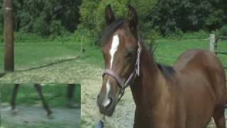 Horse Video Maggies Club Foot [upl. by Aivin]