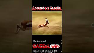 Cheetah vs Gazelle speed win for Gazelleshortsvideo animals viralvideo [upl. by Liagaba]