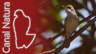 Zarcero bereber Iduna opaca Isabelline Warbler 4K [upl. by Ayhtin502]