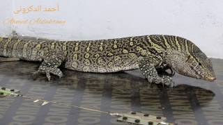 شبيه التماسيح الورل النيلى Nile Monitor الاسم العلمىVaranus niloticus مع احمد الدكرونى [upl. by Sall]