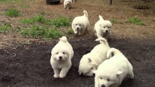 Great Pyrenees puppies 37 days old Video 2 taken 03012015 [upl. by Nylek643]