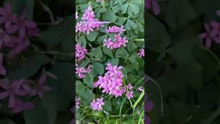 Oxalis corymbosa rosado en griego significa Trébol ☘️ jardin garden flowers hana fleurs [upl. by Selden]