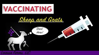 Vaccinating Sheep and Goats Comprehensive Guide [upl. by Elayne]