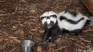 Ziggy the Zorilla  Cedars Nature Centre [upl. by Staley]