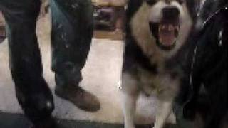 Alaskan Malamute Growl [upl. by Hsotnas]