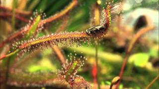 Drosera capensis quotRedquot in Action [upl. by Denoting]