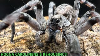 Hogna carolinensis REHOUSING [upl. by Leva]