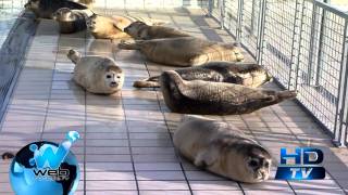 Fuertes tormentas en el mar de frisia arrastraron cientos de focas bebés al norte de Holanda [upl. by Signe]