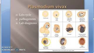 Parasitology 075 f Plasmodium Malaria Gametogony Human RBC gametes Gametocytes [upl. by Eelrehpotsirhc744]