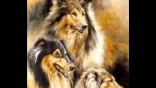 The Rough Collie  A Precious Breed [upl. by Jerroll]