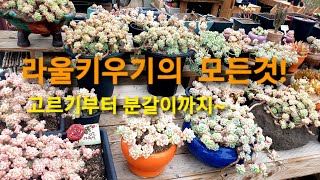 라울키우기의 모든것 고르기부터 분갈이까지 라울키우기 Sedum Clavatum 라울꽃대관리 라울고르기 라울분갈이 라울흙 라울잎꽂이 라울삽목 라울종류 [upl. by Moises883]