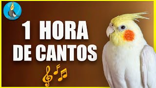 🟡 1 HORA DE CANTOS DE LA CACATUA NINFA COLAPSITA enseñale a cantar [upl. by Frasier]