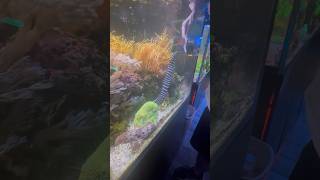 Feeding A Moray Eel And A Shark reeftank [upl. by Shea]