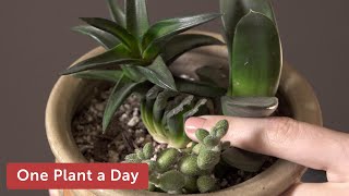 Haworthia truncata var truncata Houseplant Care – 345 of 365 [upl. by Dnomder]