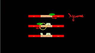 cI repressor protein [upl. by Maurili702]