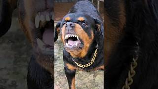 eeeee eeeerrreee angry Rottweiler barking sound rottweiler angrypuppy angrydog funny puppyvideo [upl. by Libove]