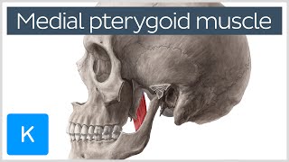 Medial Pterygoid Muscle Origin Insertion Function amp Nerve Supply  Anatomy  Kenhub [upl. by Hnamik385]