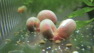 （HD）ラムズホーン（Ramshorn snail） [upl. by Airdni]