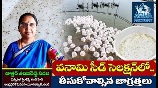 Vannamei Shrimp Farming  Vannamei Seeds Selection  Tambireddy Neeraja  Aquculture  Aqua Factory [upl. by Aridaj]