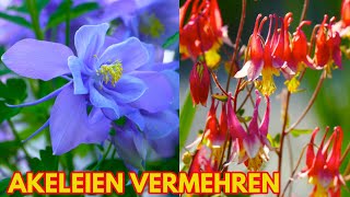 Akeleien vermehren Aussaat Tipps für Aquilegia vulgaris chryantha Barlow  How to grow columbines [upl. by Sillihp]