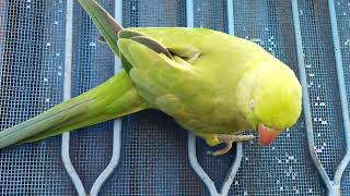 my methu talking parrot 🦜🦜🦜🦜🦜 [upl. by Pyotr]