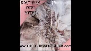 Poultry Mites amp Lice Treatment in Backyard Chickens with Elector PSP [upl. by Tteve112]