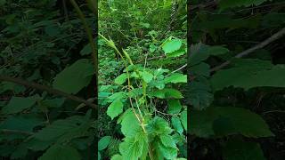 Hop Shoots Humulus Lupulus [upl. by Leunas]