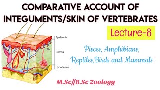 8Integument in Different classes of ChordatesLower ChordatesCyclostomataFishesMsc Bsc [upl. by Nabetse]