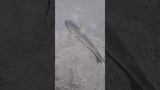 4 Blacknose shark landed at Cocoa Beach tight lines [upl. by Hall]