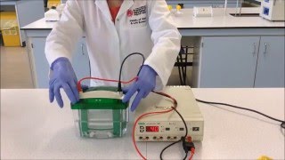 Easy SDS PAGE Gel Electrophoresis Protocol and Theory [upl. by Hibbert]