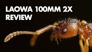 Samyang 100mm f28 ED UMC Macro lens review with samples Fullframe and APSC [upl. by Quiteri]