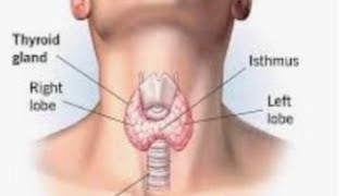 Importance of Thyroid gland [upl. by Allecsirp]