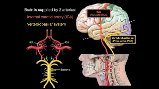 Blood supply to the brain [upl. by Nnylylloh]