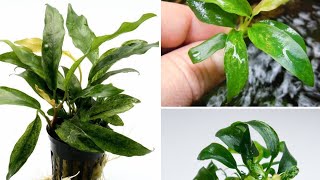 Anubias barteri var glabra quotVariegatedquot [upl. by Analaj]