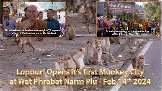 Lopburi Starts Relocating Monkeys to a new Monkey City on Feb 14 2024  A film by David Found [upl. by Treborsemaj]