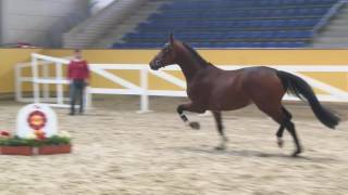 KN 69 Emerald van het Ruytershof  Nabab de Reve [upl. by Mafalda15]