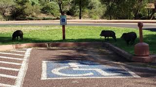 Javelina Family at Tonto Natural Bridge State Park [upl. by Yboj]