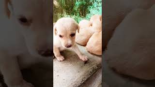 அழகு பாலூட்டிகள் 🐶🐶 doglover dog dogs viralshorts trendingshorts [upl. by Viole]