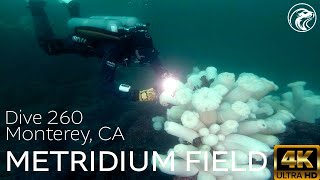 SCUBA How To Dive Metridium Fields  Monterey CA 2024  4k [upl. by Aneem]